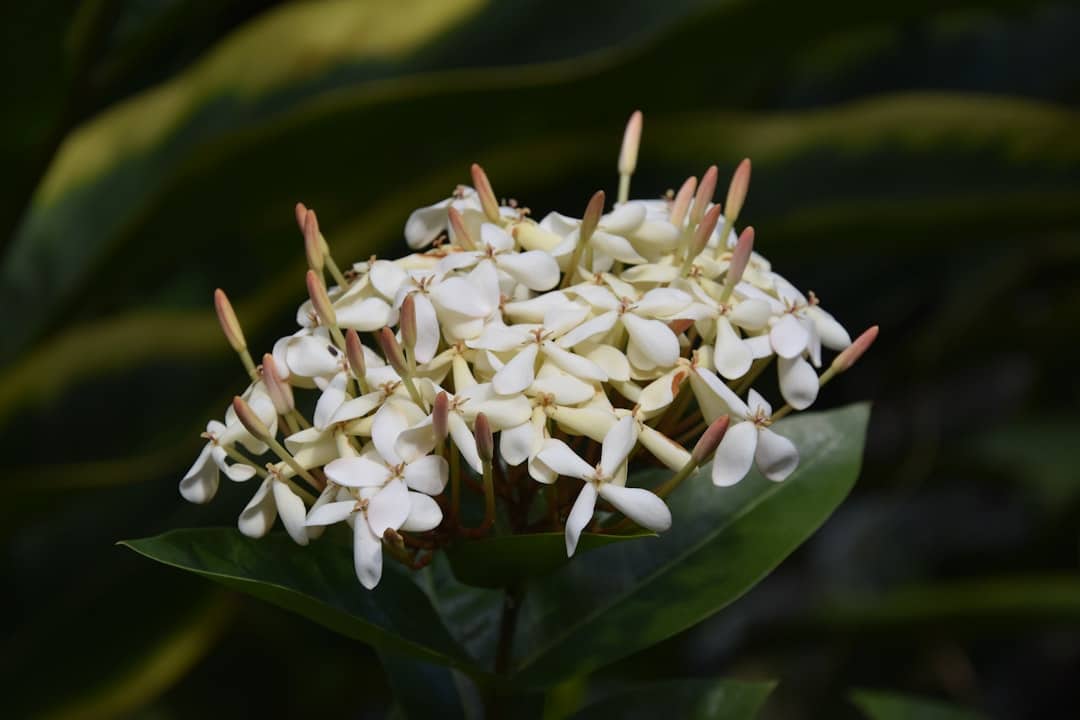 découvrez la beauté envoûtante de la guadeloupe, une destination de rêve aux plages de sable blanc, aux paysages luxuriants et à la richesse culturelle unique. explorez ses diverses îles, savourez une cuisine créole délicieuse et plongez dans une mer turquoise. parfait pour des vacances inoubliables!