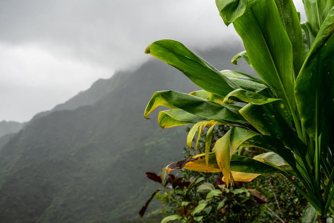 découvrez tahiti, l'île paradisiaque de la polynésie française, célèbre pour ses plages de sable blanc, ses lagons turquoise et sa culture riche. partez à la rencontre de paysages à couper le souffle, d'une flore luxuriante et d'une hospitalité chaleureuse qui font de tahiti une destination idéale pour des vacances inoubliables.